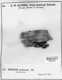 Alutaceodontia alutacea image